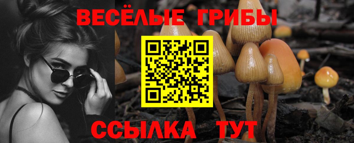 как найти закладки  Вход с VPN  Галлюциногенные грибы Psilocybine cubensis  Михайловск  Галлюциногенные грибы ЛСД 